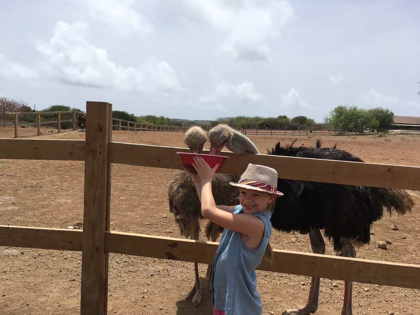 Struisvogelfarm Curacao_3 struisvogelsfarm curacao