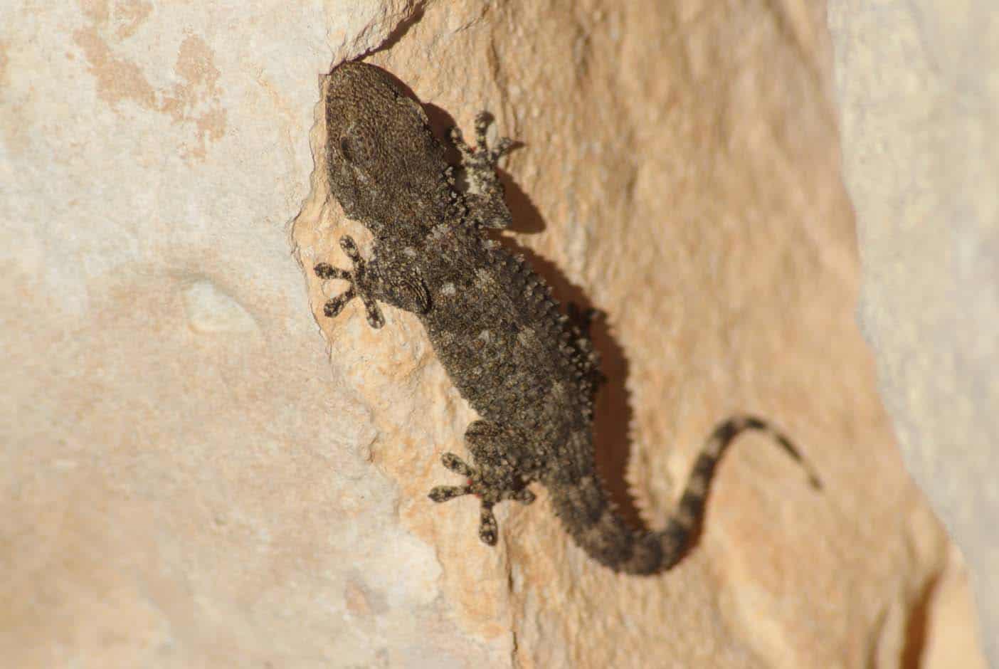 Hagar Qim en Mnajdra Hagar Qim en Mnajdra