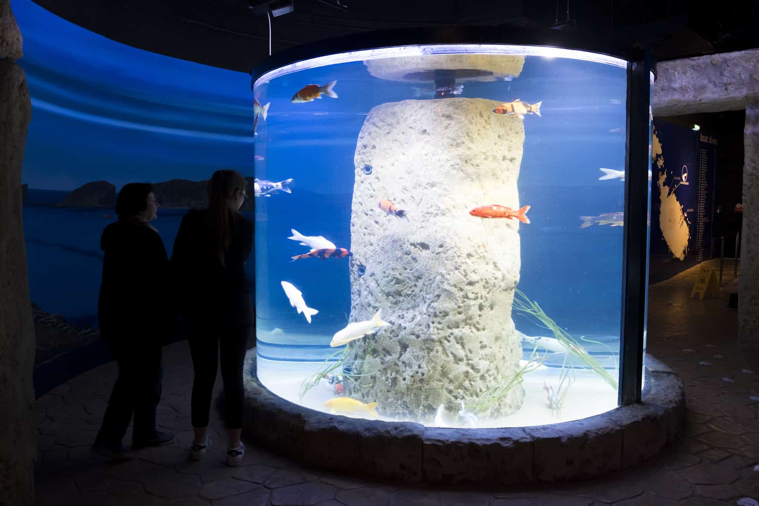 aquarium-malta-met-kinderen (8) Aquarium malta met kinderen