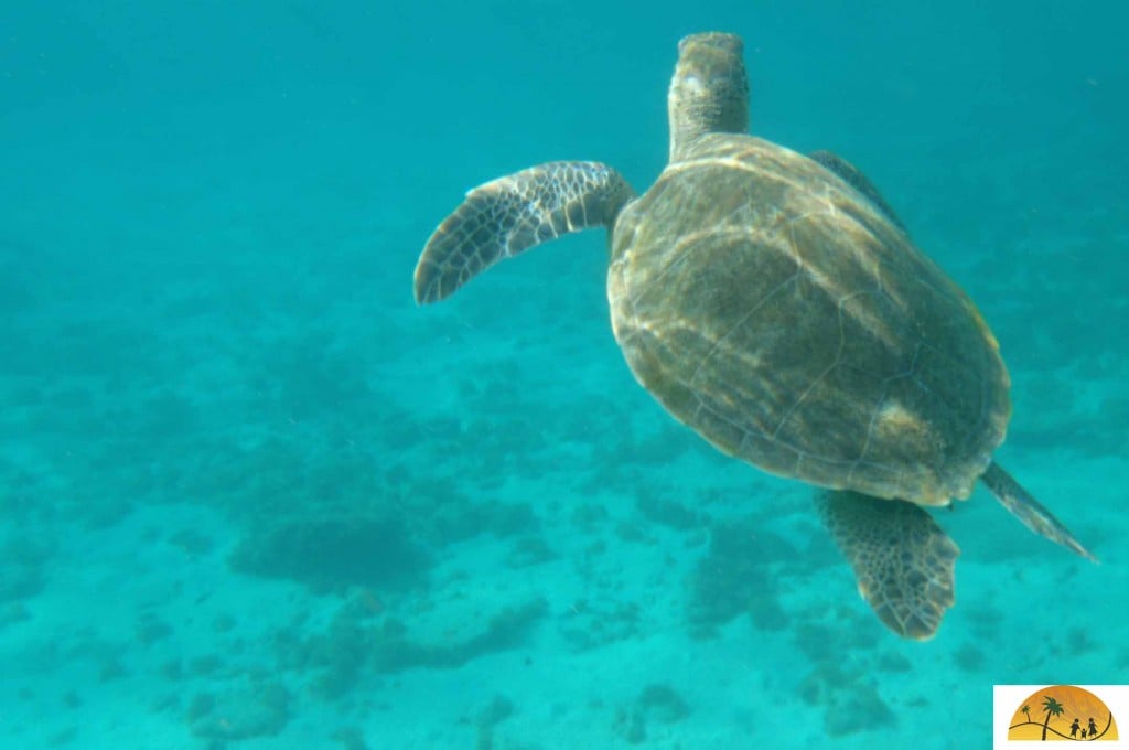 snorkelen curacao