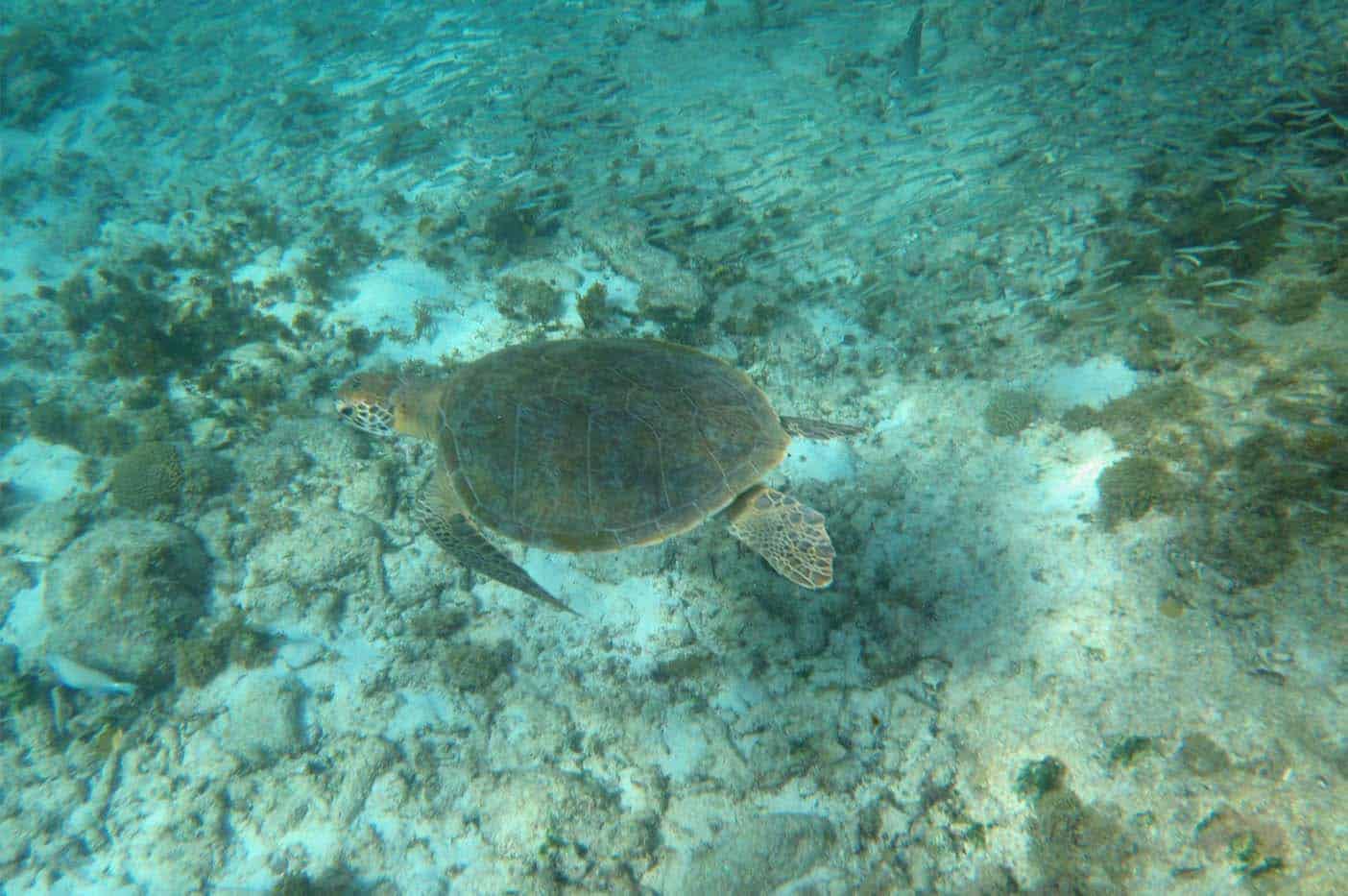 snorkelen curacao