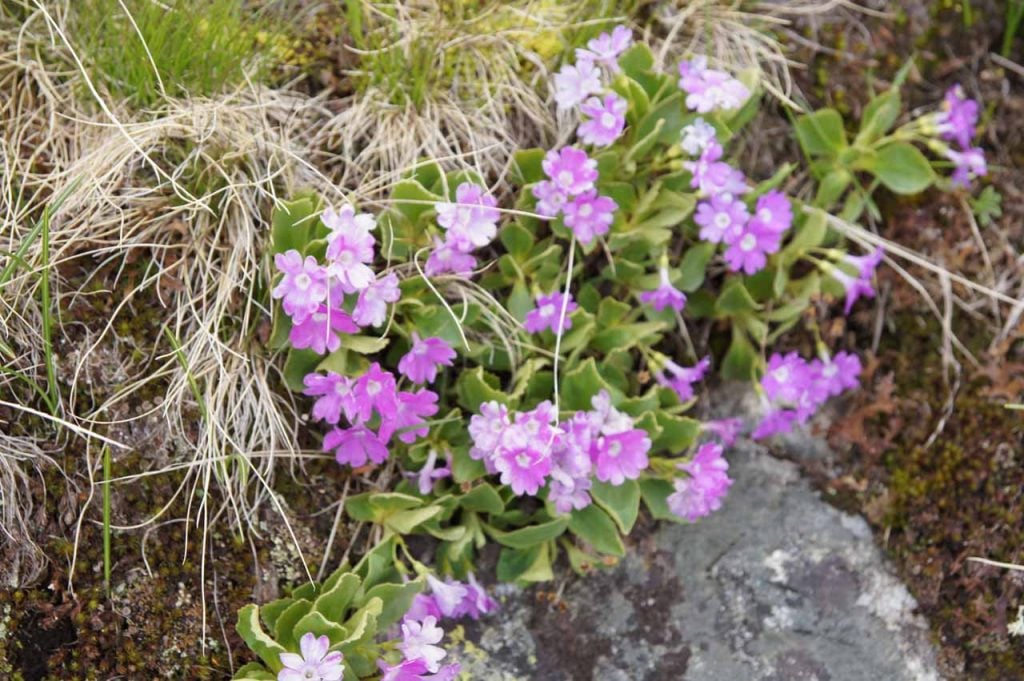 Franse alpen bloemen