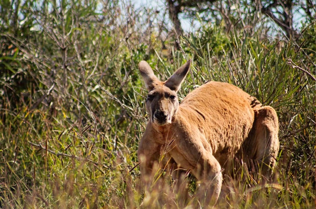 Australie kangeroe