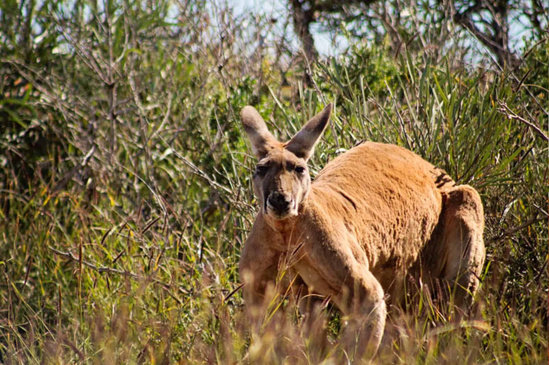 Australie kangeroe