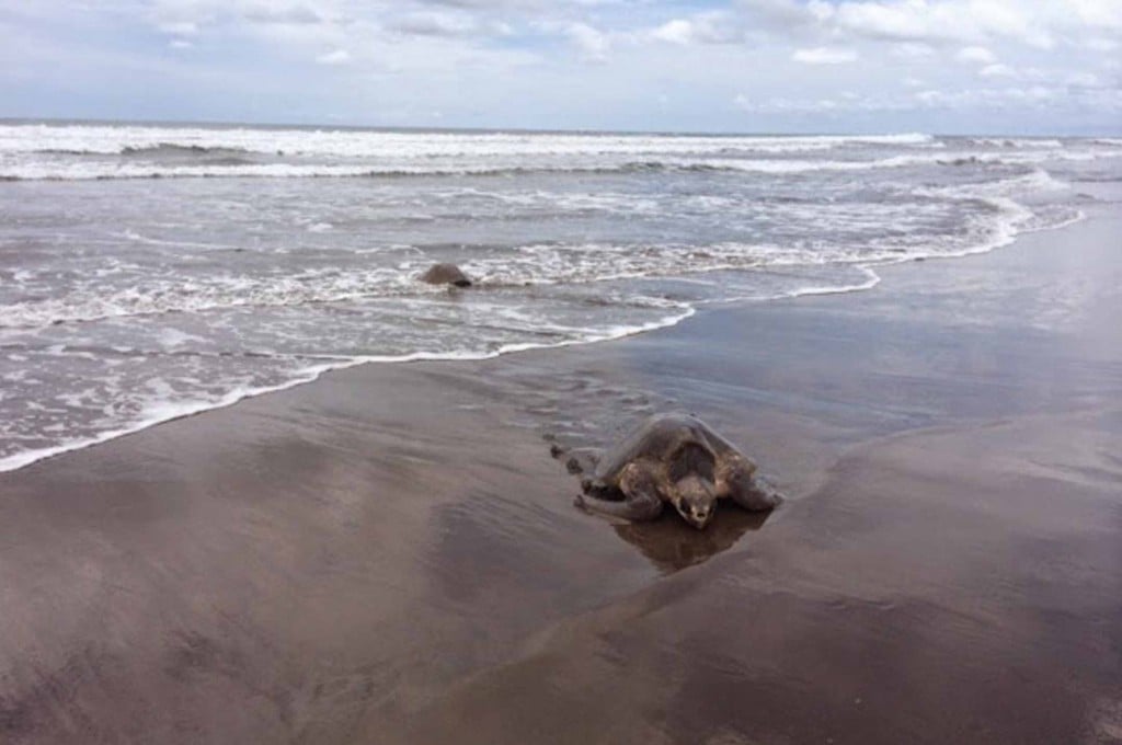 schildpadden costa rica