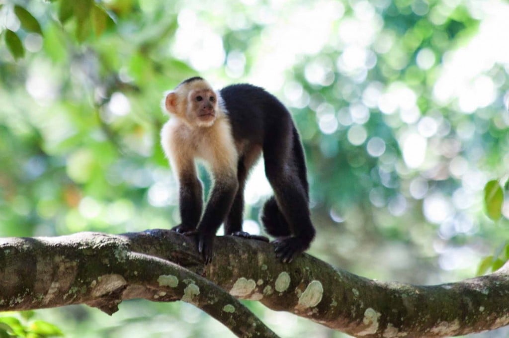 Vakantie costa rica met kinderen