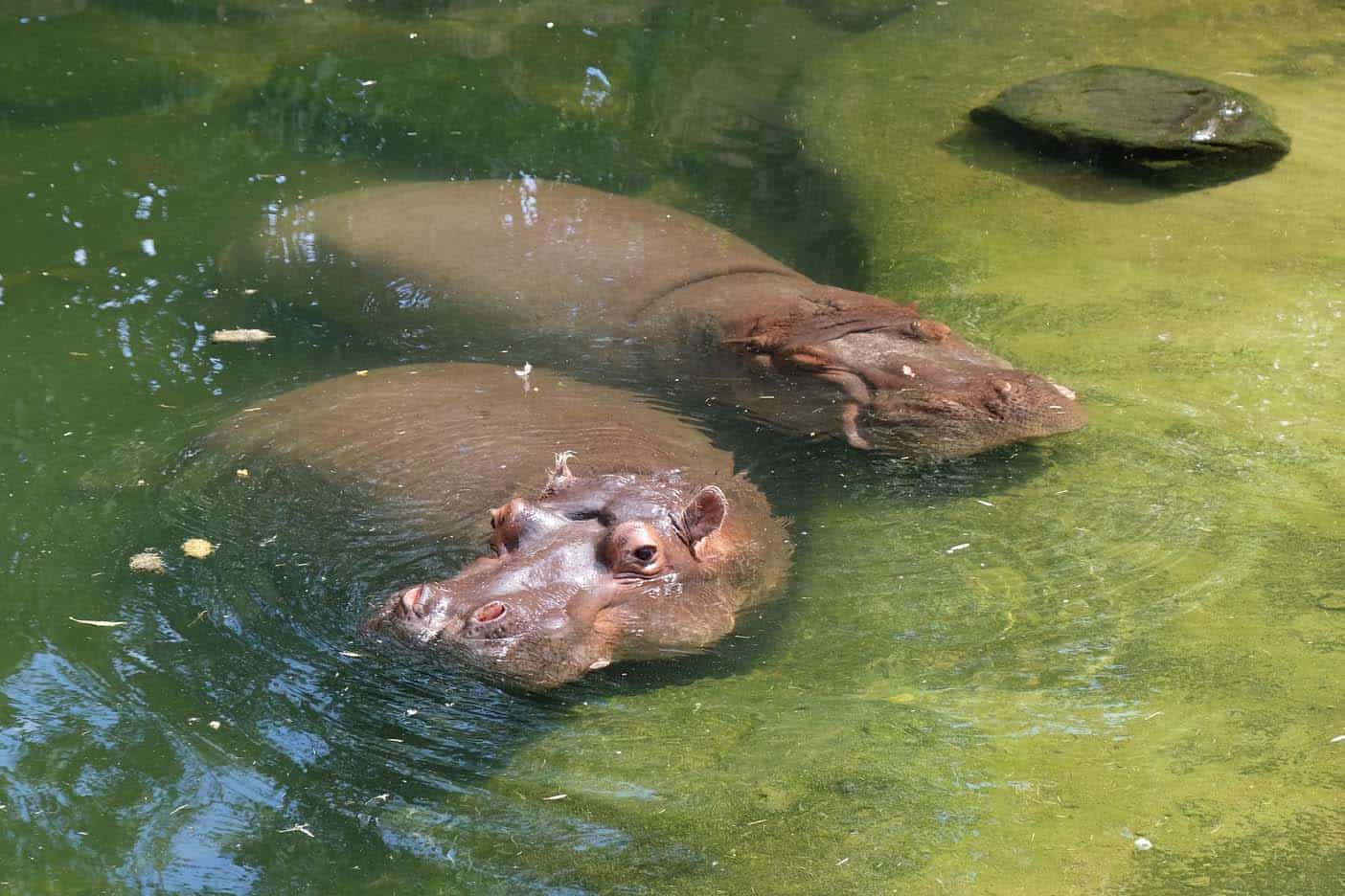 hannover met kinderen dierentuin