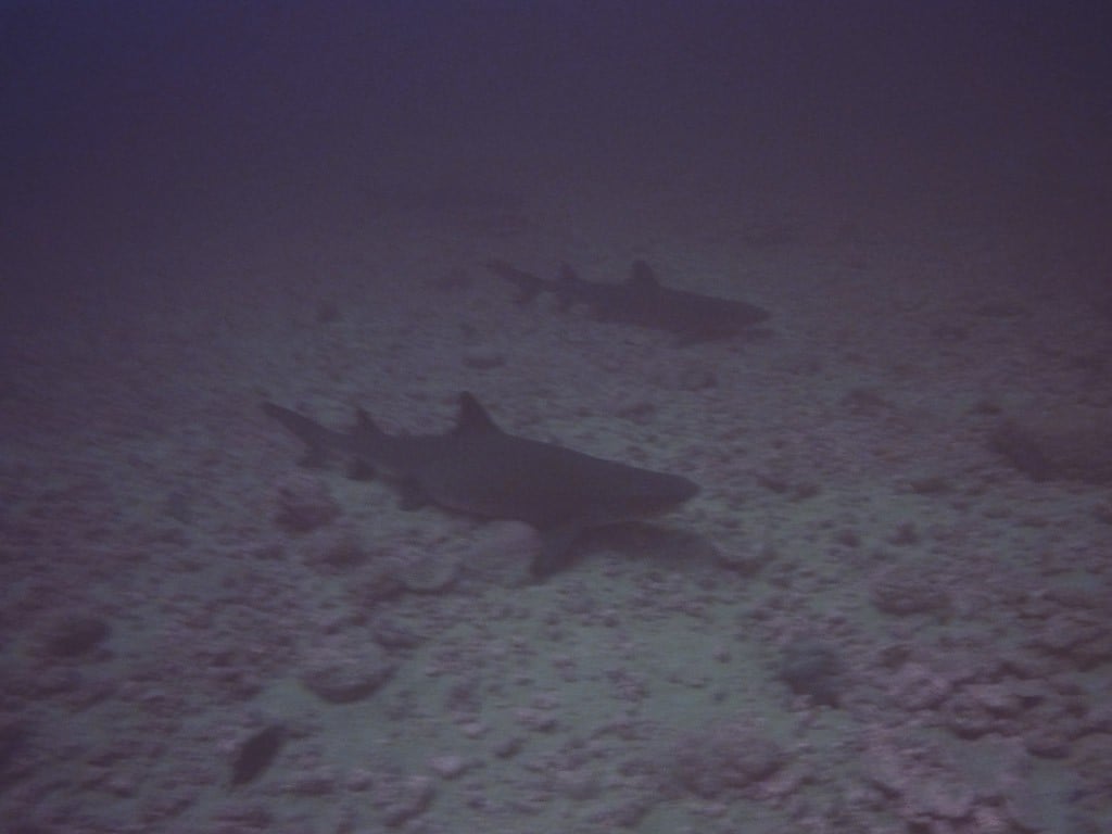 Isla Coiba haai