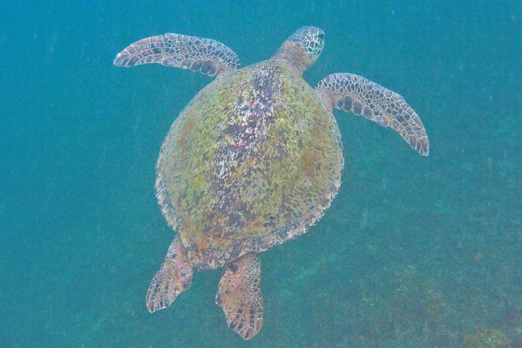 Isla Bolaños