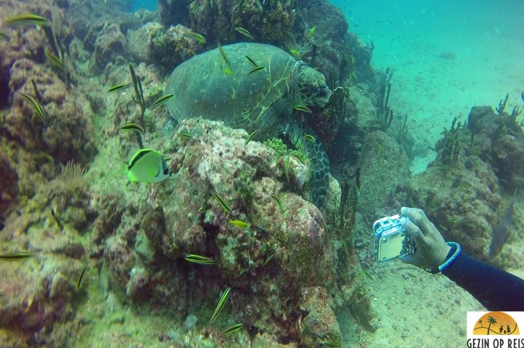 Schildpad Panama