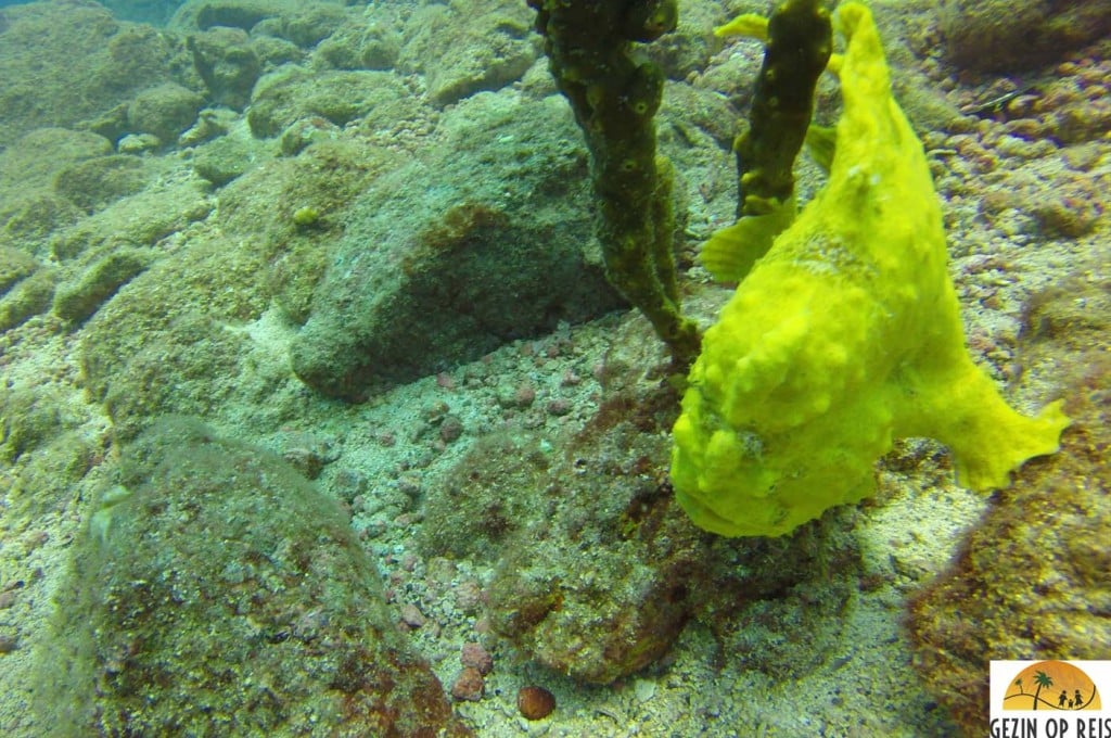 frogfish