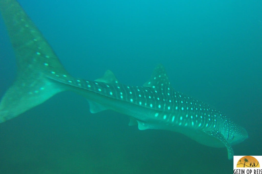 whaleshark panama