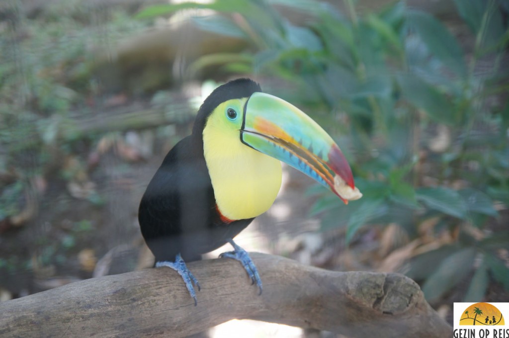 toucan panama