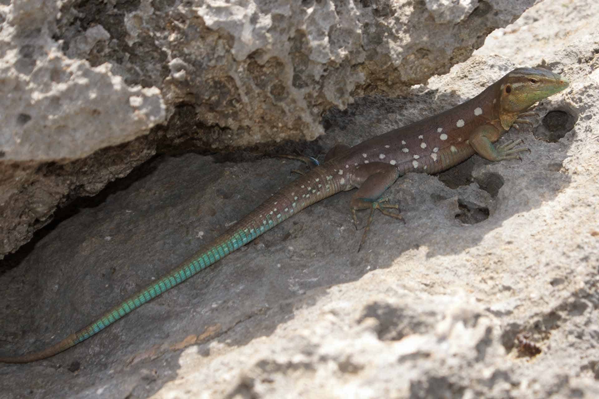 Shete Boka Curacao