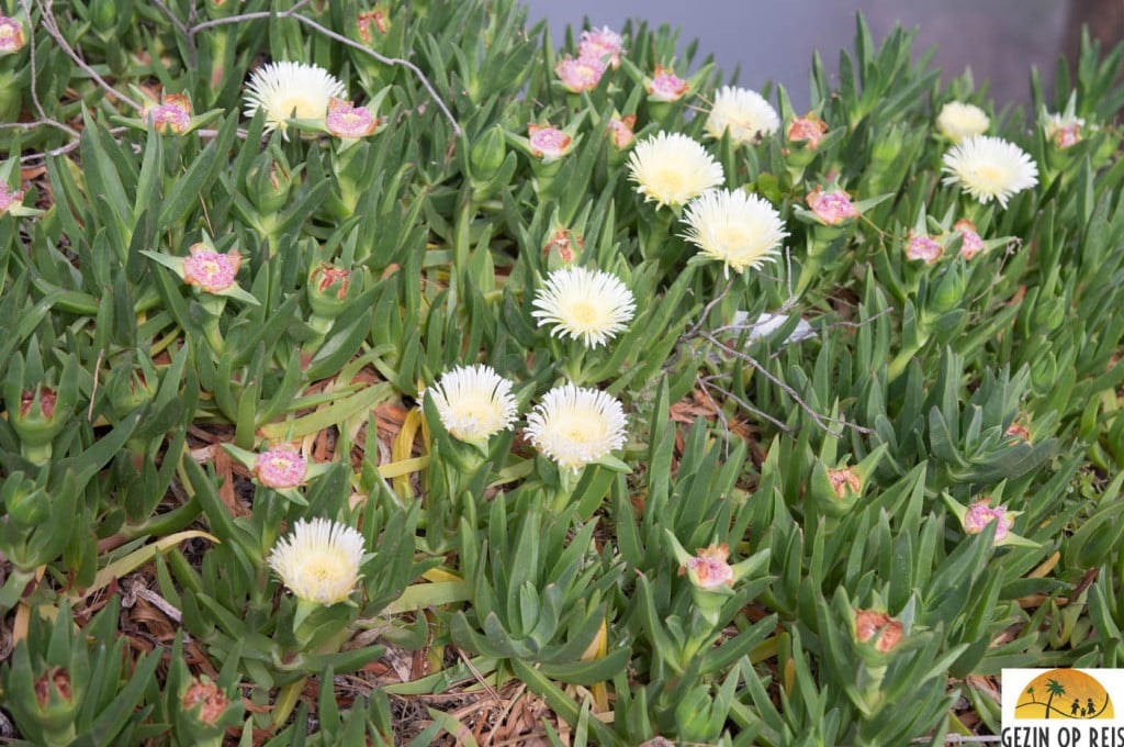 bloemen costa brava