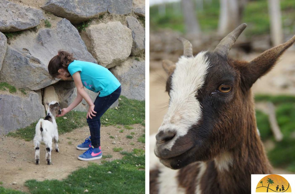 Mollo animal park