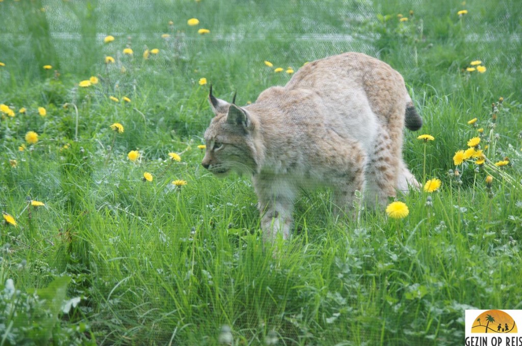 Mollo animal park