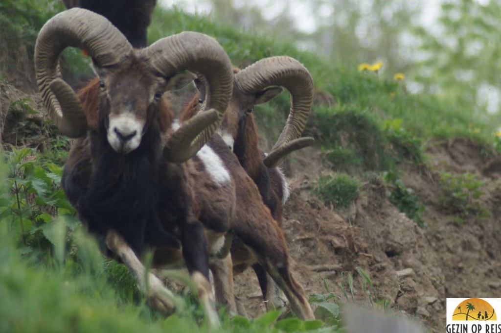 Mollo animal park