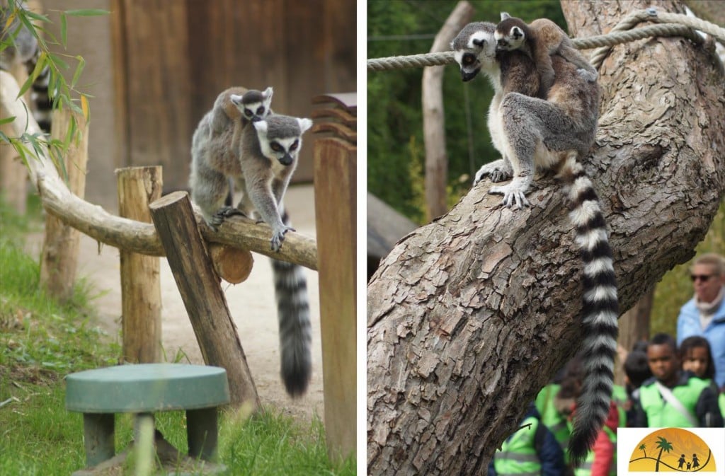 maki's dierentuin