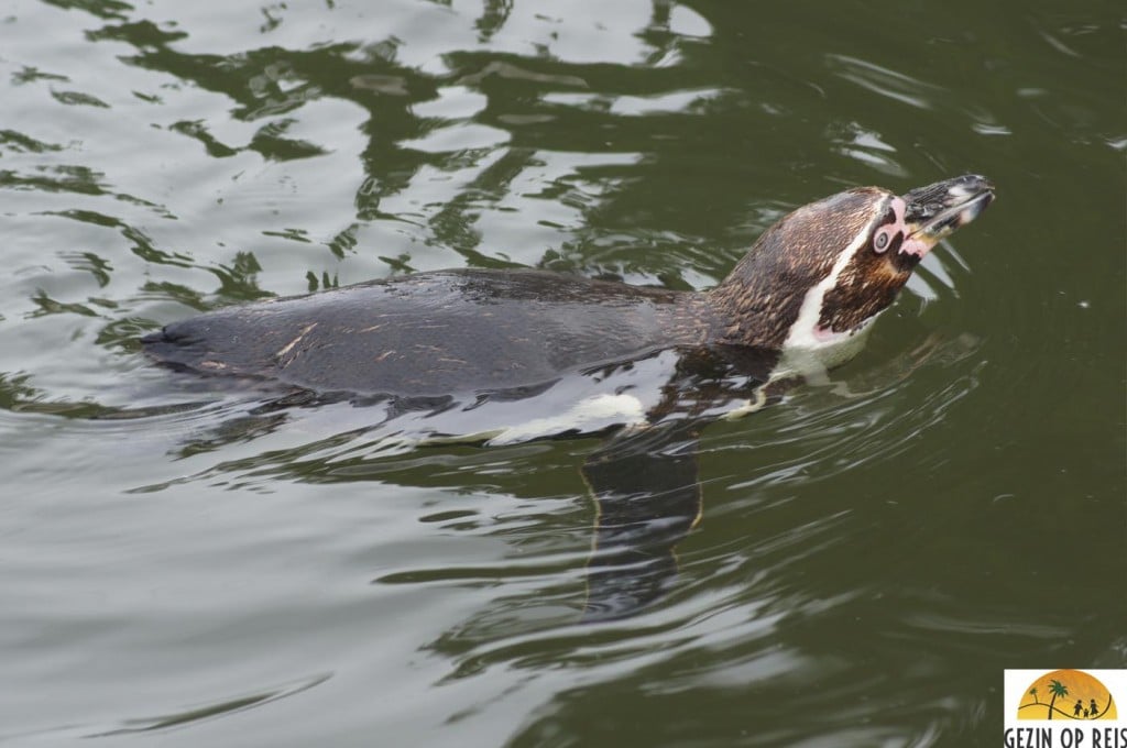 dierentuin belgie