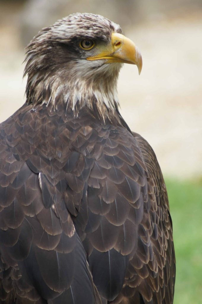 Paira Daiza roofvogel