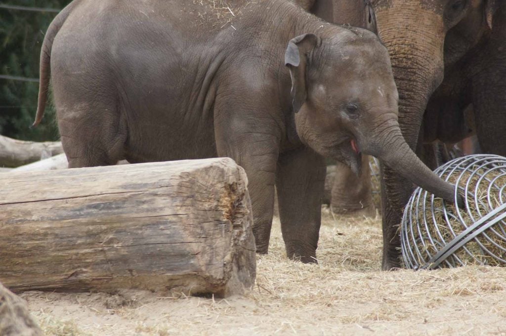 Paira Daiza olifant