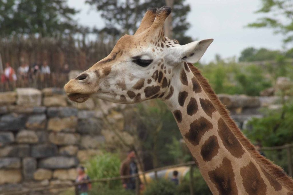 Paira Daiza giraffe