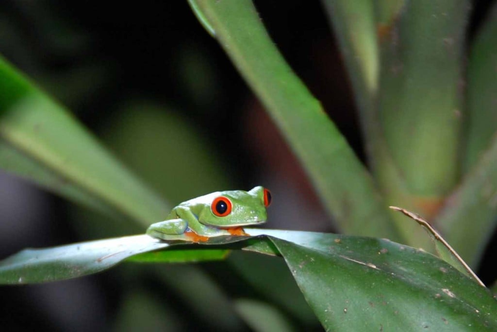 Rondreis Nicaragua 