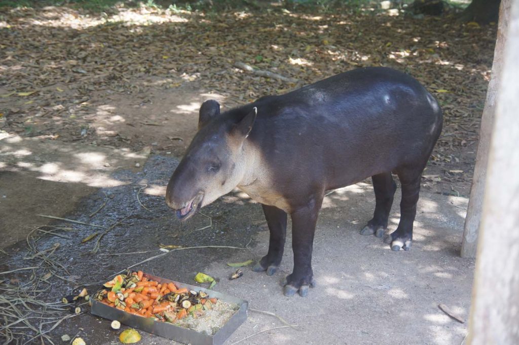 Summit Botanical Gardens en Zoo