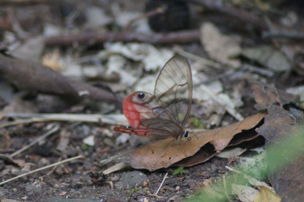 Soberania National Park vlinder