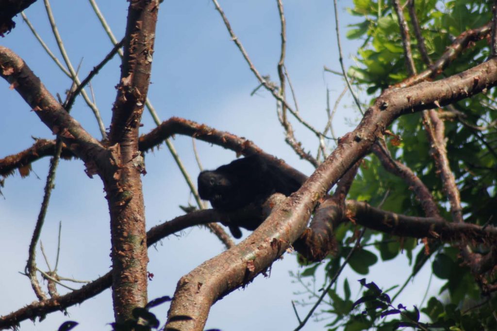 Soberania National Park aap