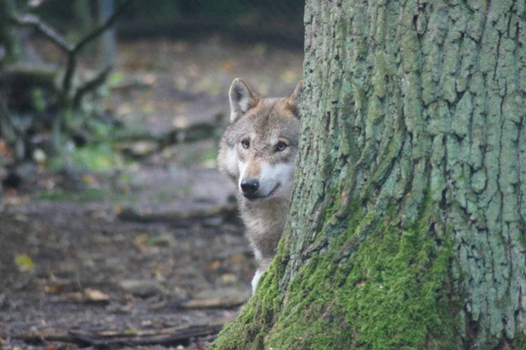 Tierpark Sababurg