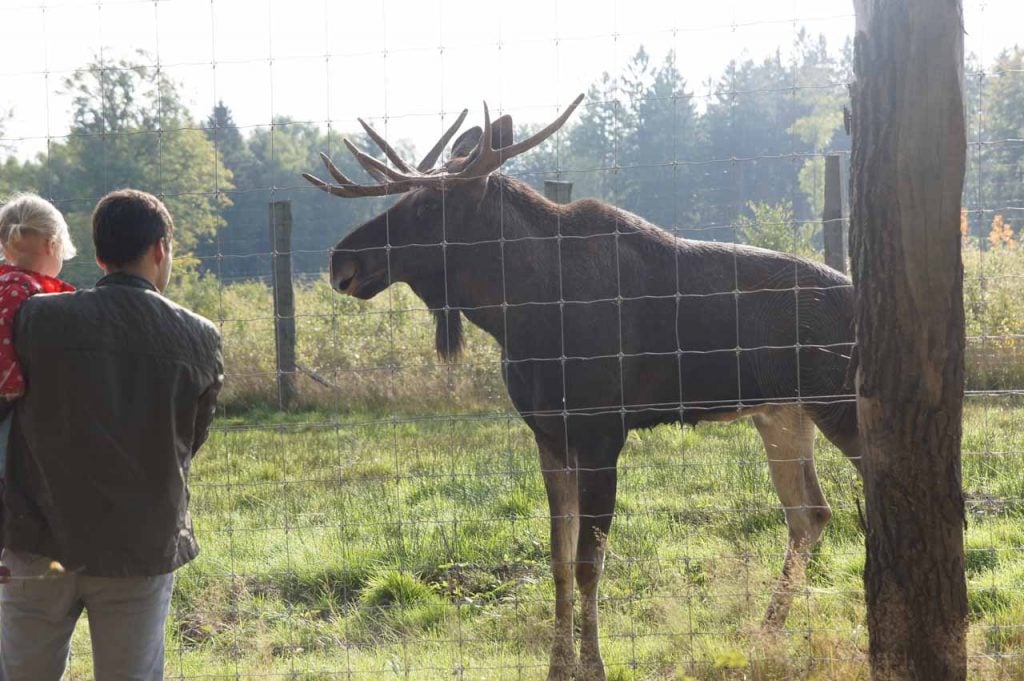 Tierpark Sababurg