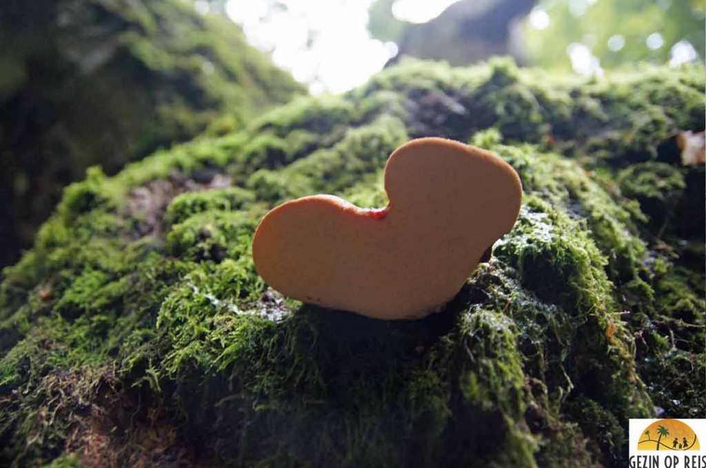 Urwald Sababurg