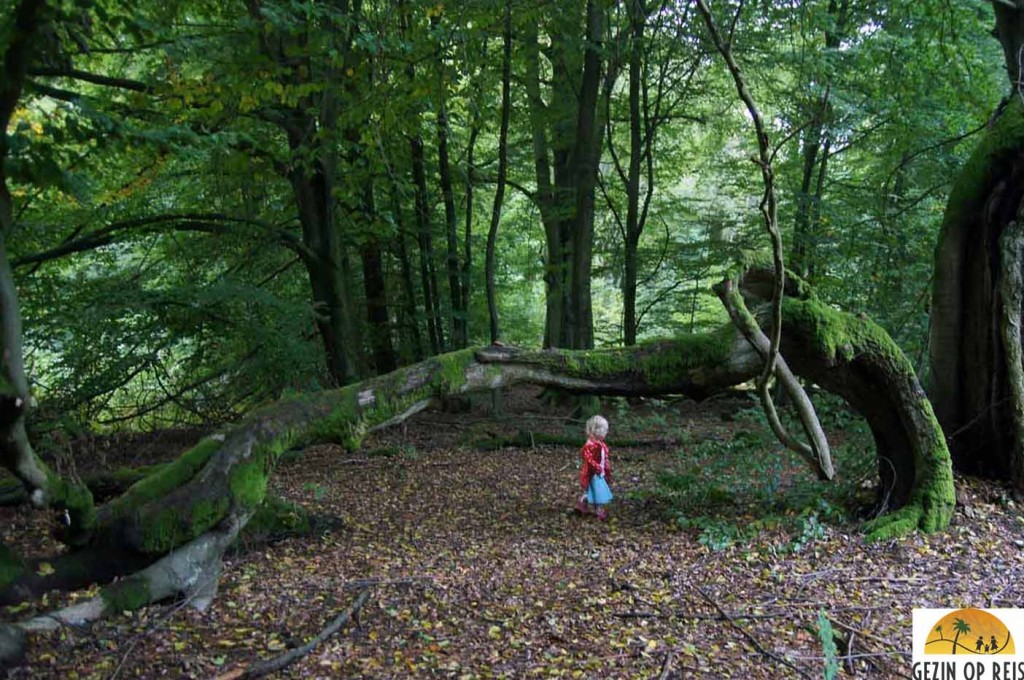 Urwald Sababurg