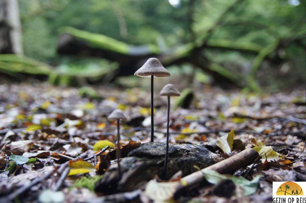 Urwald Sababurg