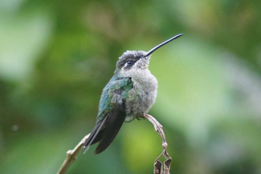 La Amistad National Park 