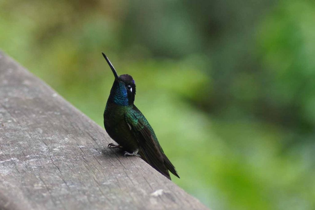 La Amistad National Park 