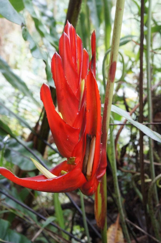 La Amistad National Park 