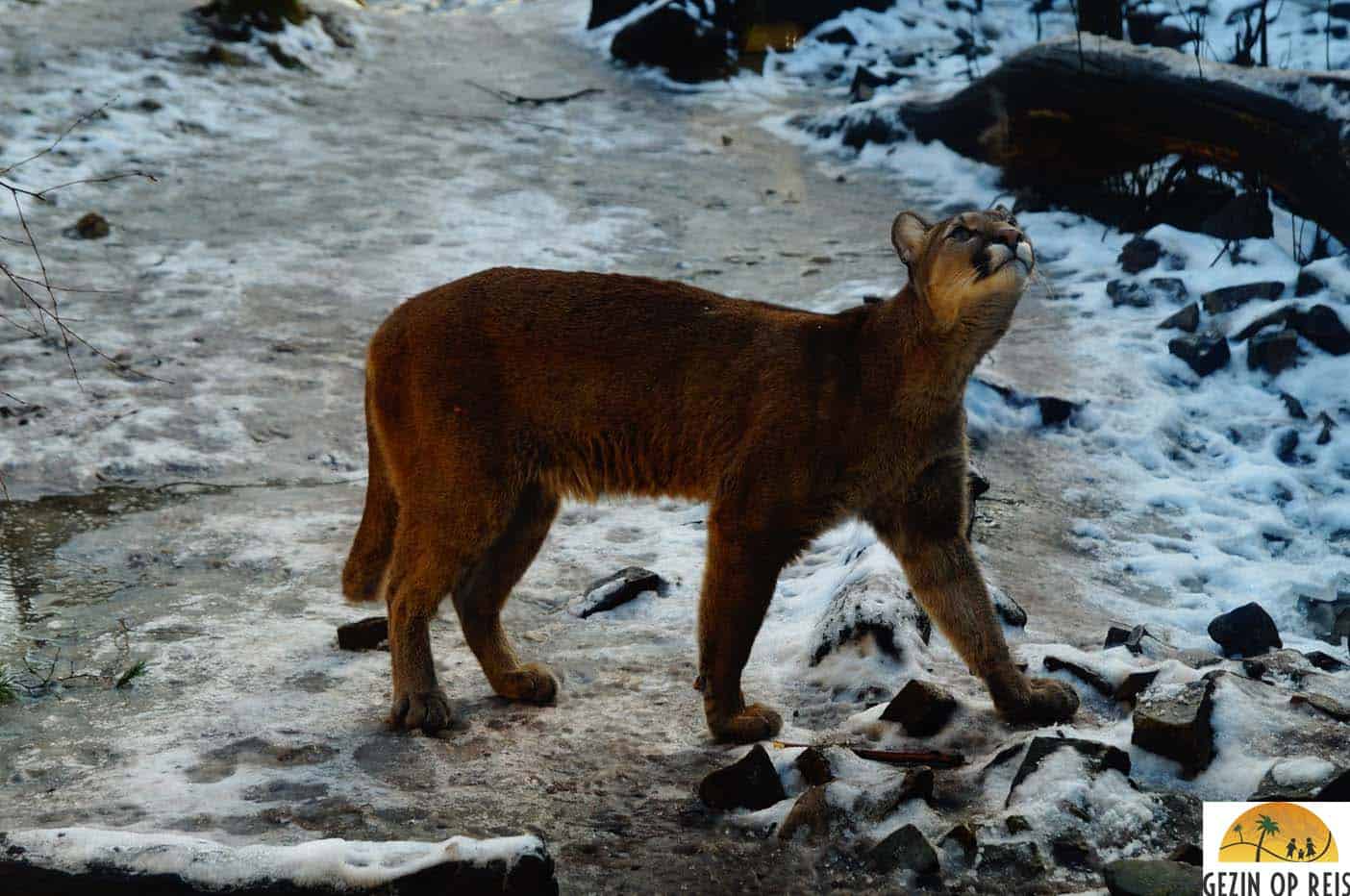 bremerhaven puma