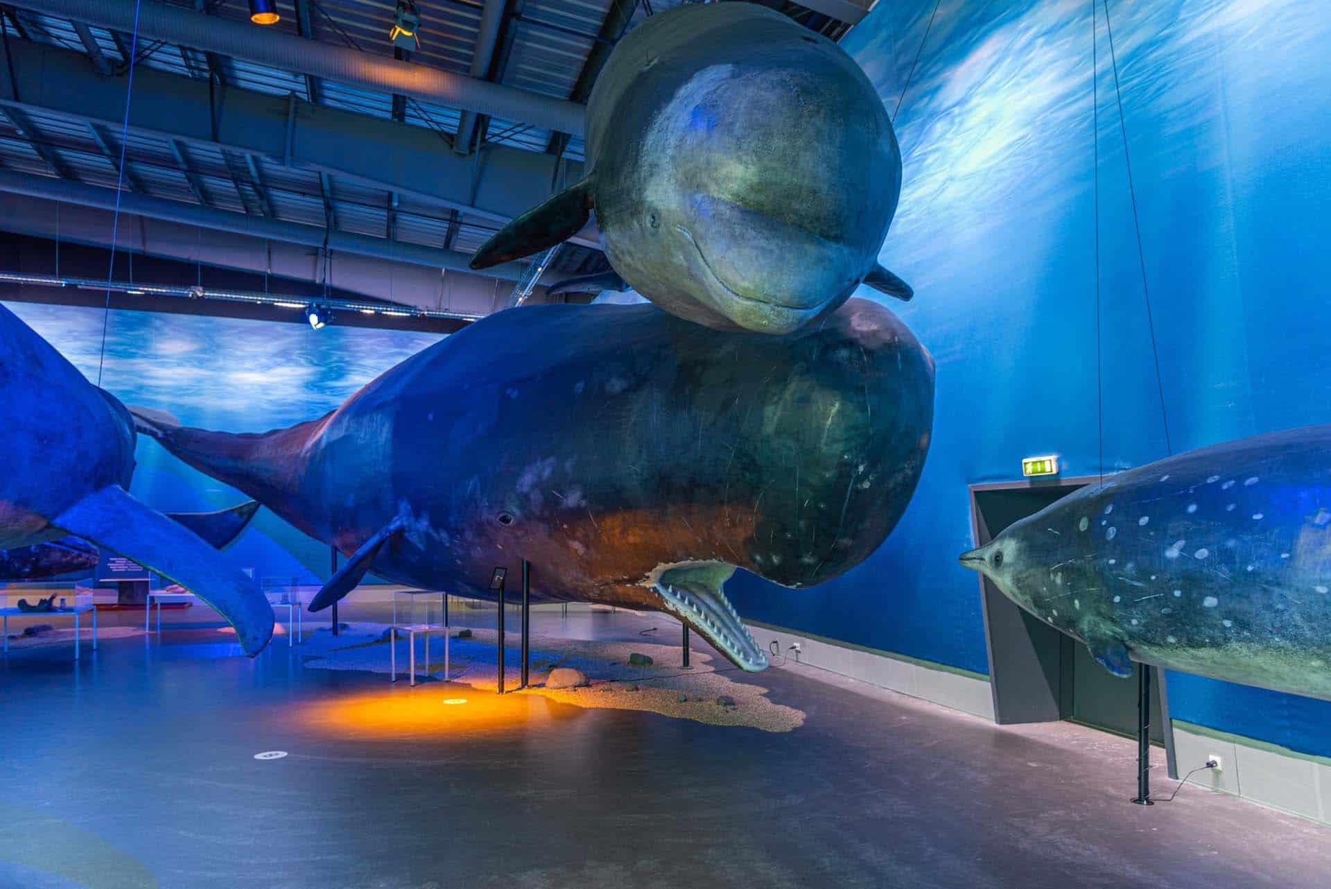 Whales of Iceland Museum