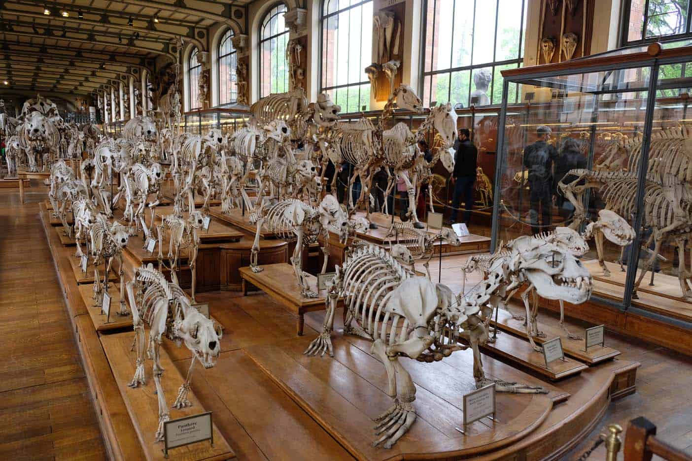 Galeries d'Anatomie Comparée et de Paléontologie