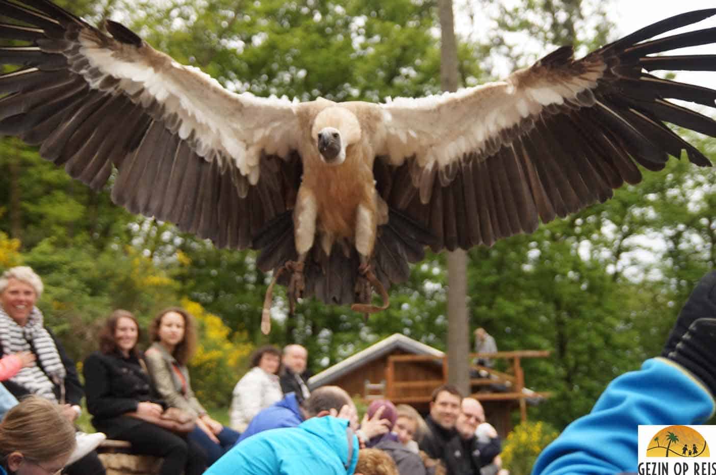 greifvogelpark-saarburg-kinderen