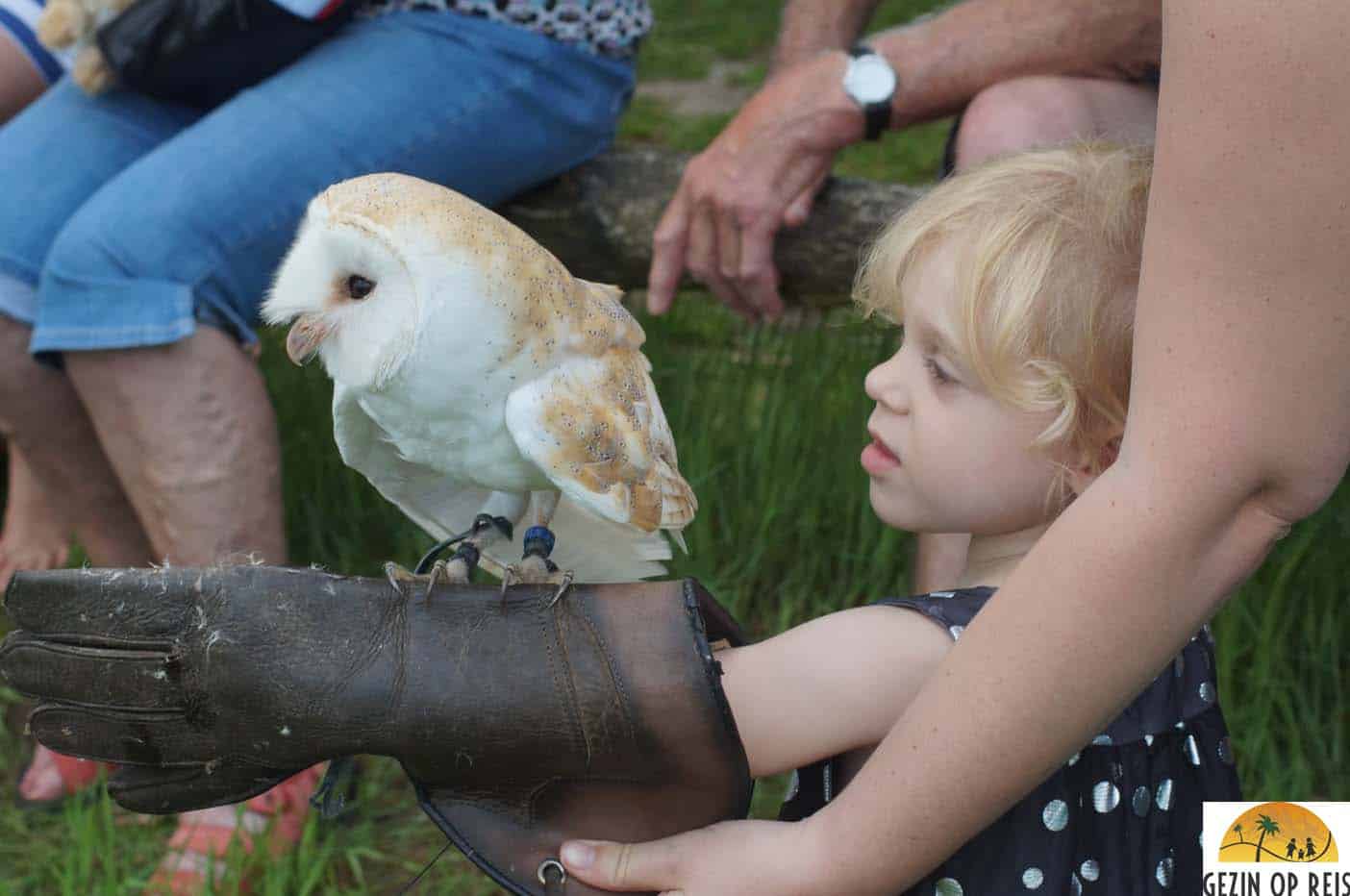 roofvogel show aardhuis Apeldoorn