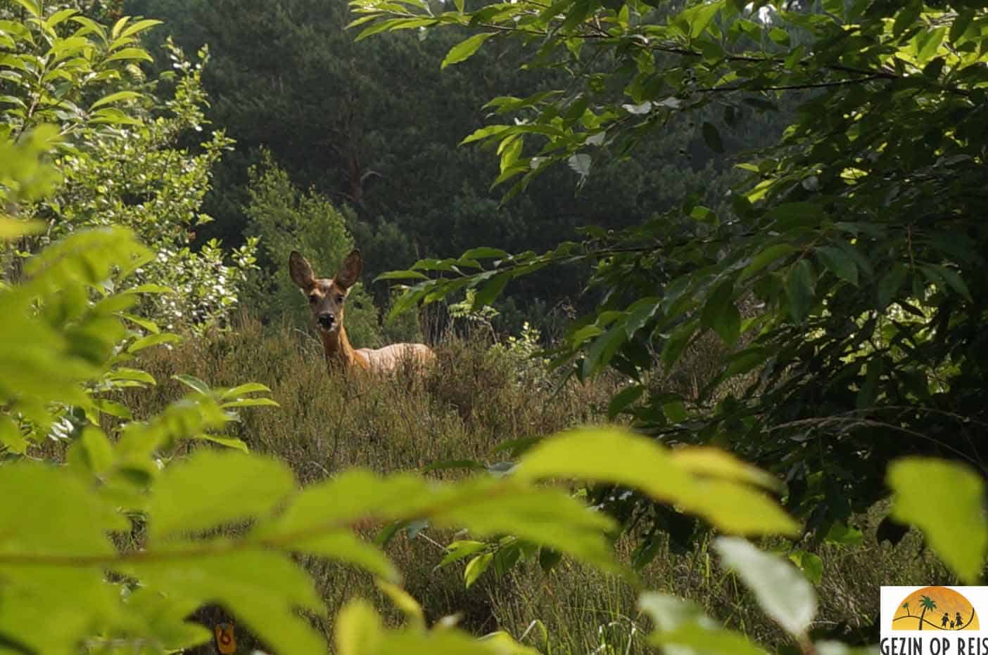 herten boswachters huisje staphorst