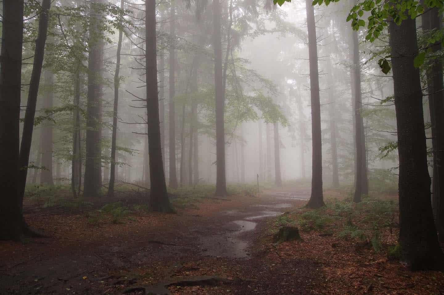 vogelsberg wandelen