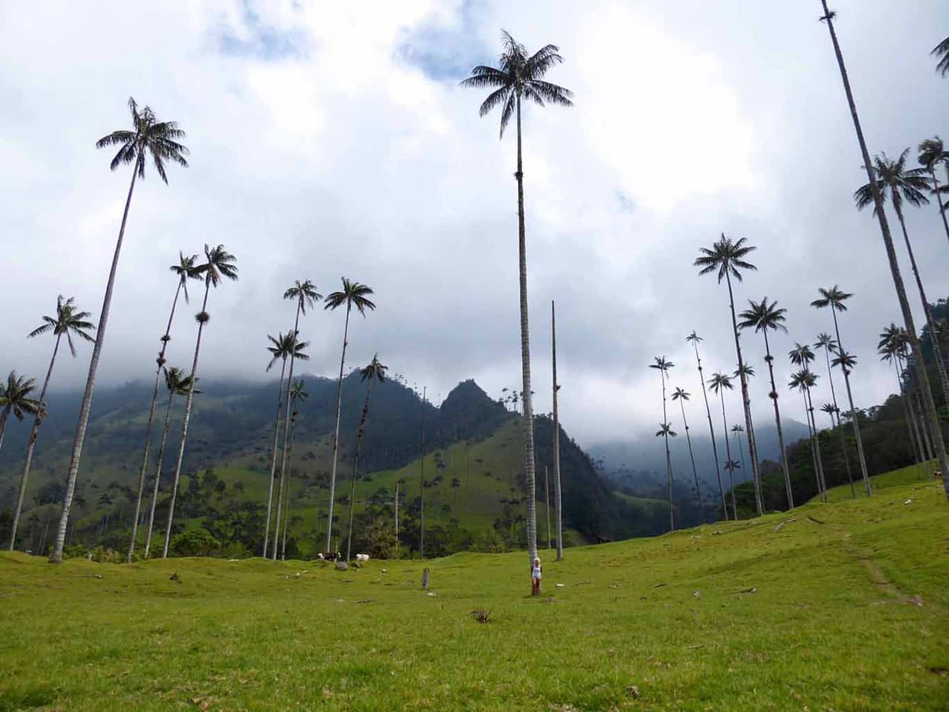 salento-valle-de-cocora-ikwilmeerreizen.jpeg