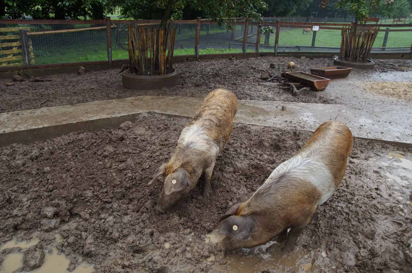 vogelpark schotten duitsland