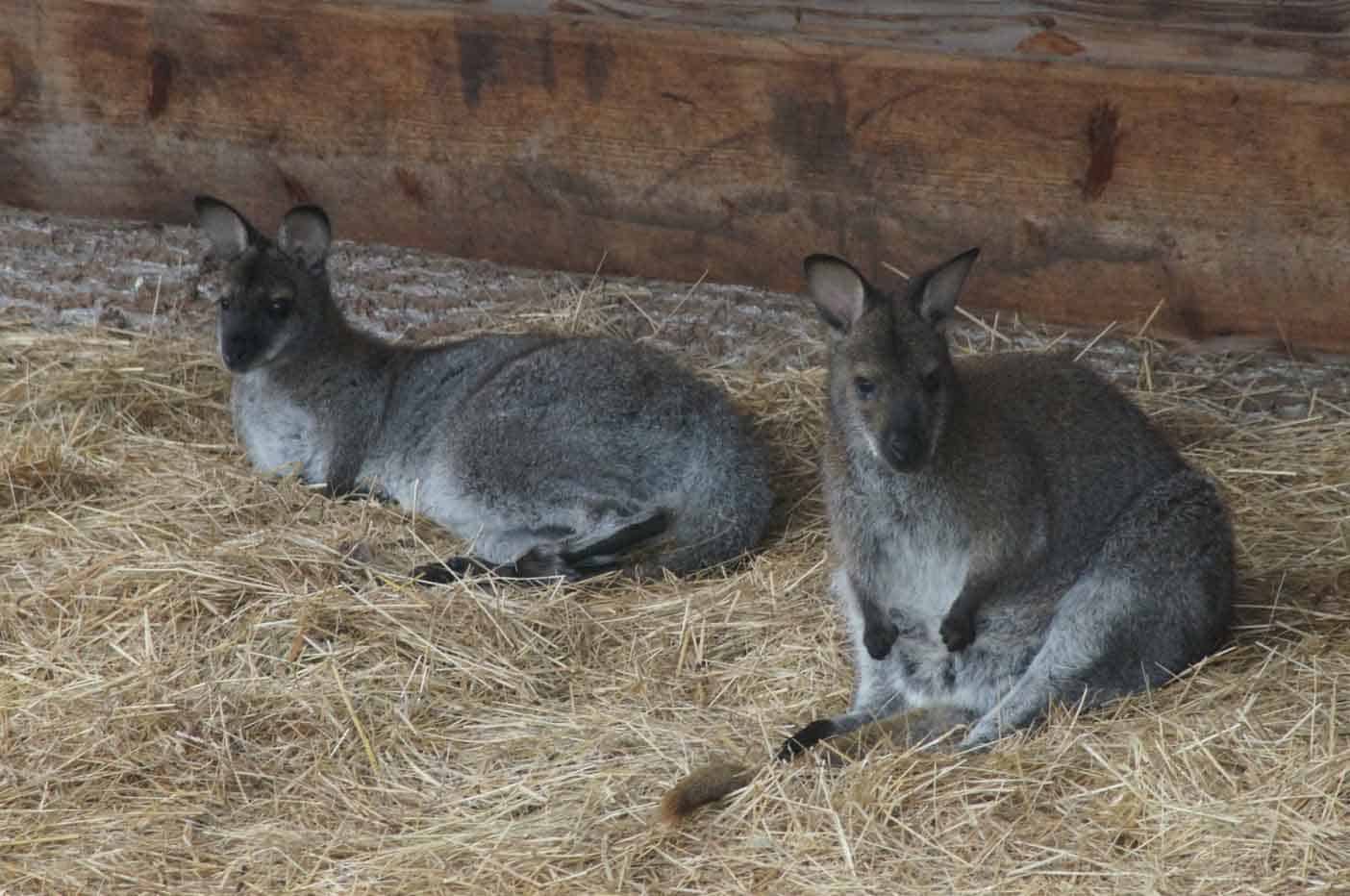 vogelpark schotten duitsland