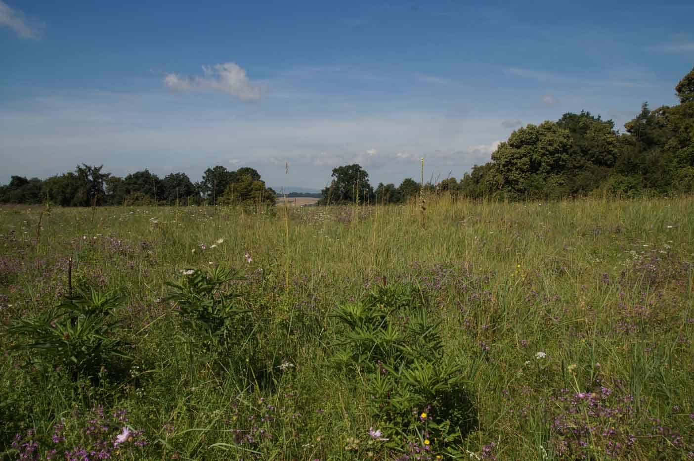  wandelroute keltenwelt am glauberg